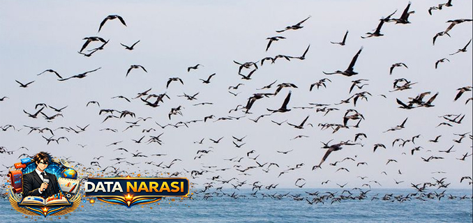 Polutan Ganggu Kesehatan Burung Laut, Ini Dampak Merkuri Dan PFAS